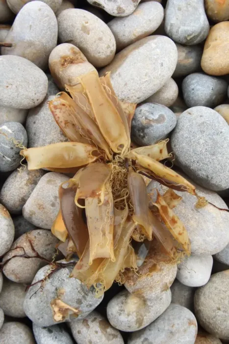 Framed Print : Lesser Spotted Dogfish (Scyliorhinus canicula) Mermaids Purse eggcases, group washed up on beach, Chesil Beach, Dorset