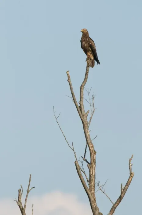 Framed Print : Lesser Spotted Eagle (Aquila pomarina) adult, perched in dead tree, Bieszczady Mountains, Outer Eastern Carpathians Framed Print : Lesser Spotted Eagle (Aquila pomarina) adult, perched in dead tree, Bieszczady Mountains, Outer Eastern Carpathians