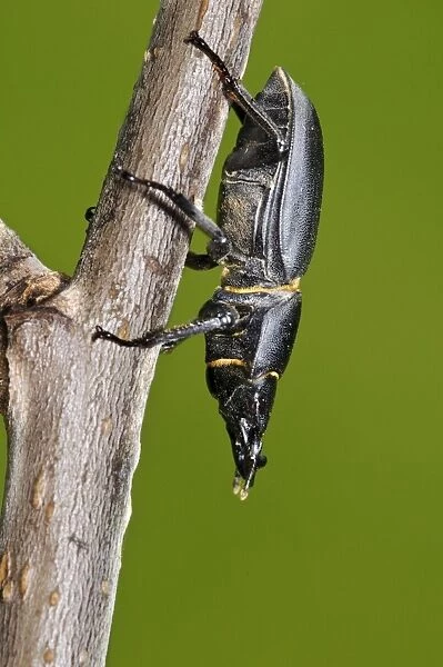 Lesser Stag Beetle (Dorcus parallelipipedus) adult, climbing down twig in garden, Belvedere, Bexley, Kent, England