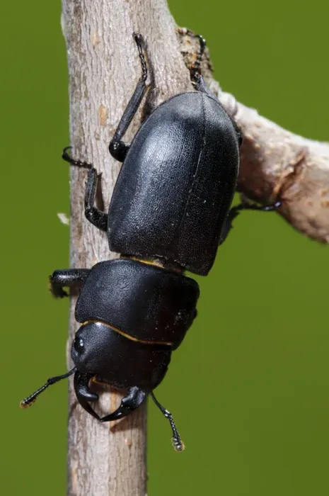 Framed Print : Lesser Stag Beetle (Dorcus parallelipipedus) adult, climbing down twig in garden, Belvedere, Kent, England, june Framed Print : Lesser Stag Beetle (Dorcus parallelipipedus) adult, climbing down twig in garden, Belvedere, Kent, England, june