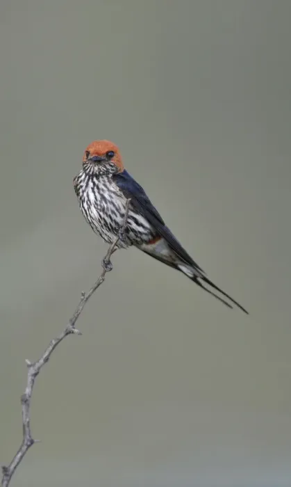Framed Print : Lesser Striped-swallow (Hirundo abyssinica) adult, perched on twig in lowveld, Pilanesberg N. P. North West Province, South Africa Framed Print : Lesser Striped-swallow (Hirundo abyssinica) adult, perched on twig in lowveld, Pilanesberg N. P. North West Province, South Africa