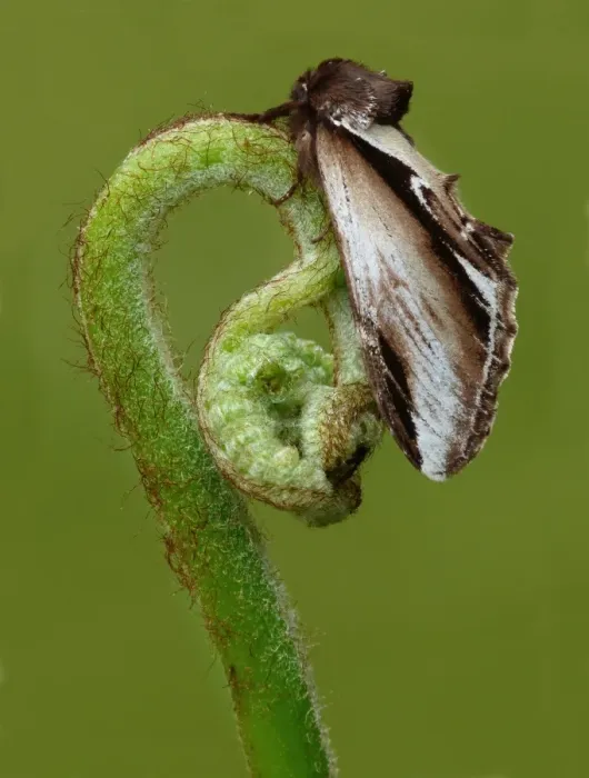 Framed Print : Lesser Swallow Prominent (Pheosia gnoma) adult, resting on unfurled fern frond, Leicestershire, England, may Framed Print : Lesser Swallow Prominent (Pheosia gnoma) adult, resting on unfurled fern frond, Leicestershire, England, may
