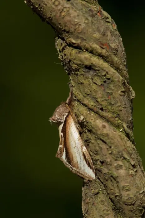 Framed Print : Lesser Swallow Prominent (Pheosia gnoma) adult, Sheffield, South Yorkshire, England, June