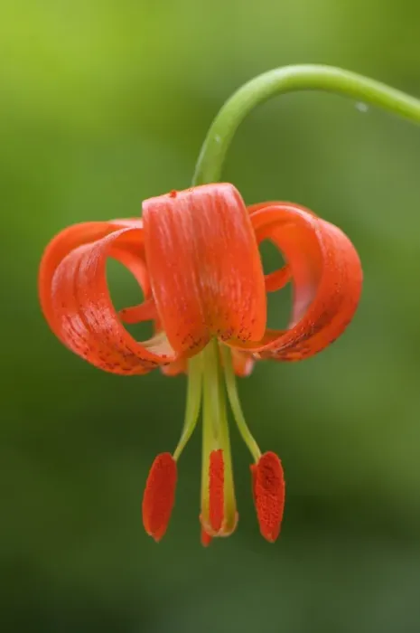 Framed Print : Lesser Turk s-cap Lily (Lilium pomponium) close-up of flower, Italy Framed Print : Lesser Turk s-cap Lily (Lilium pomponium) close-up of flower, Italy