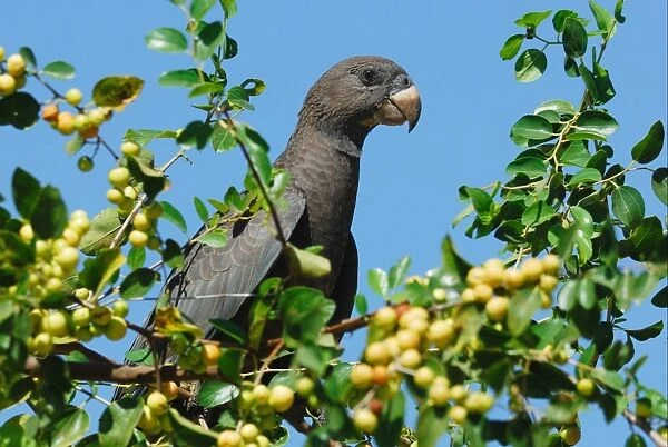 Lesser Vasa Parrot (Coracopsis nigra) adult, perched in fruiting tree, Ifaty, Western Madagascar, august
