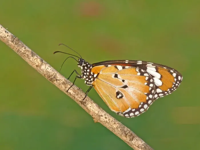 Framed Print : Lesser Wanderer (Danaus petilia) adult, resting on twig, Australia, september Framed Print : Lesser Wanderer (Danaus petilia) adult, resting on twig, Australia, september
