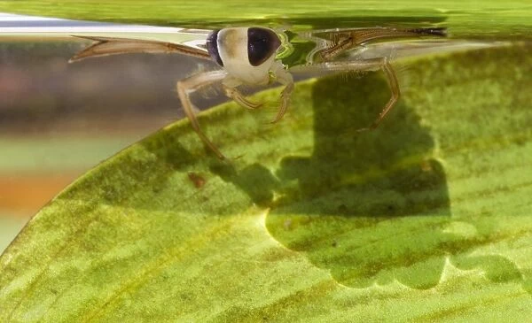 Lesser Water Boatman (Corixa punctata) adult, at surface of water, Sheffield, South Yorkshire, England, july