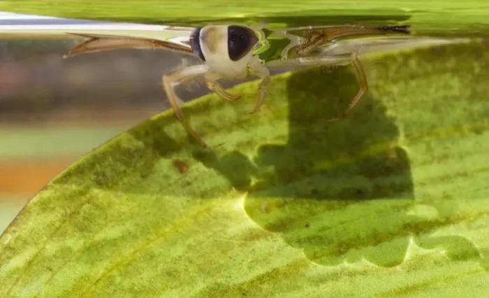Framed Print : Lesser Water Boatman (Corixa punctata) adult, at surface of water, Sheffield, South Yorkshire, England, july Framed Print : Lesser Water Boatman (Corixa punctata) adult, at surface of water, Sheffield, South Yorkshire, England, july