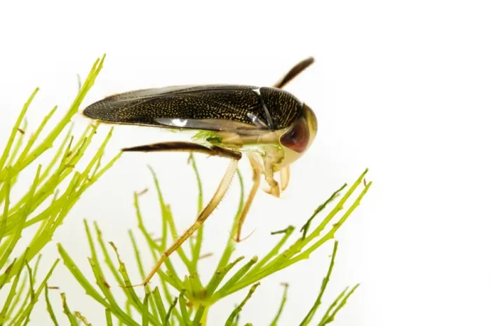 Framed Print : Lesser Water Boatman (Corixa sp. ) adult, swimming amongst pondweed, Wat Tyler Country Park, Essex, England