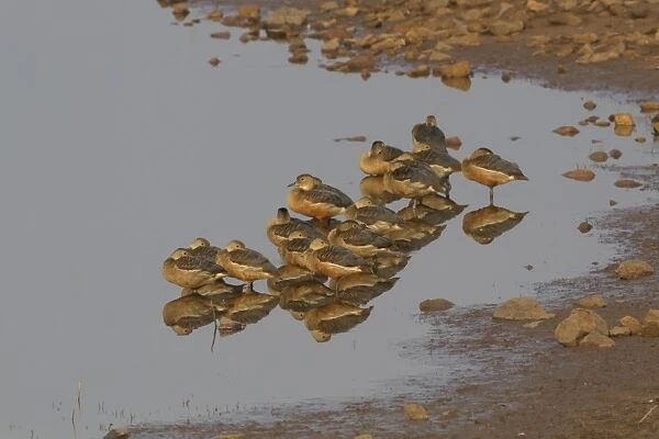 Lesser Whistling-duck (Dendrocygna javanica) flock, roosting in shallow water, Tadoba N. P. Maharashtra, India, February
