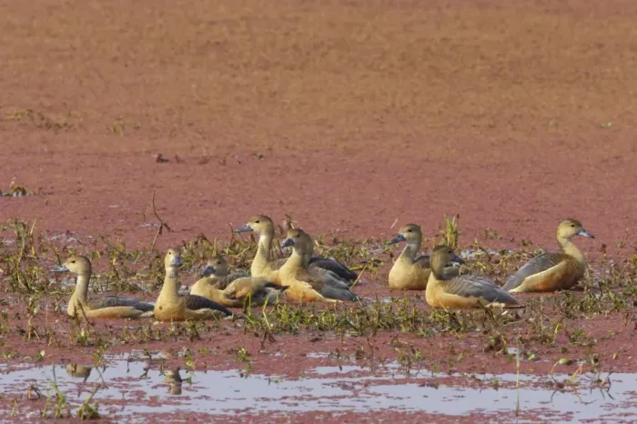 Framed Print : Lesser Whistling-duck (Dendrocygna javanica) adults, flock in shallow water on marshland, Keoladeo Ghana N. P. (Bharatpur), Rajasthan, India Framed Print : Lesser Whistling-duck (Dendrocygna javanica) adults, flock in shallow water on marshland, Keoladeo Ghana N. P. (Bharatpur), Rajasthan, India