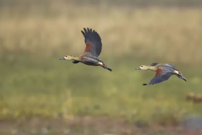 Framed Print : Lesser Whistling-duck (Dendrocygna javanica) two adults, in flight, Keoladeo Ghana N. P. (Bharatpur), Rajasthan, India Framed Print : Lesser Whistling-duck (Dendrocygna javanica) two adults, in flight, Keoladeo Ghana N. P. (Bharatpur), Rajasthan, India
