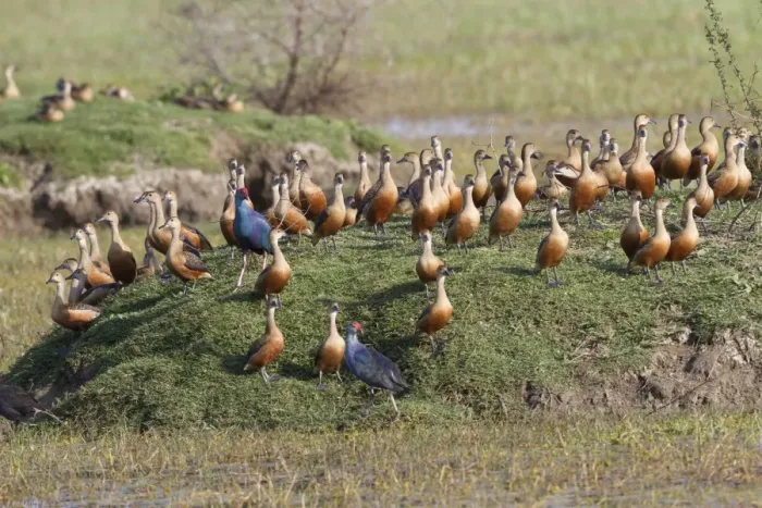 Framed Print : Lesser Whistling-duck (Dendrocygna javanica) flock, with Purple Swamphen (Porphyrio porphyrio) two adults Framed Print : Lesser Whistling-duck (Dendrocygna javanica) flock, with Purple Swamphen (Porphyrio porphyrio) two adults