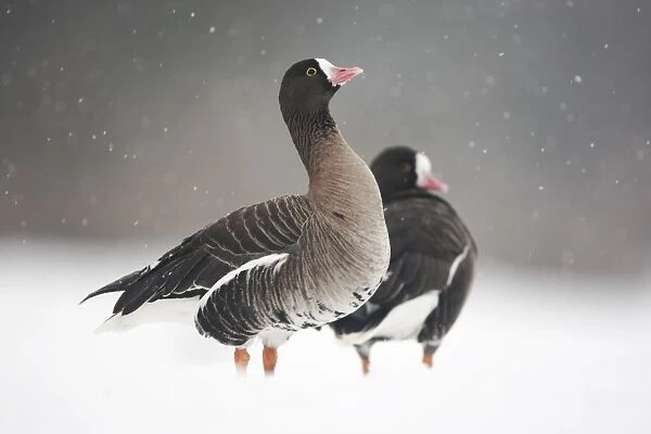 Lesser White-fronted Goose (Anser erythropus) two adults, standing on snow during snowstorm, Slimbridge Wildfowl and Wetlands Trust, january (captive)