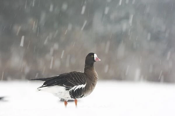 Lesser White-fronted Goose (Anser erythropus) adult, standing on snow during snowstorm, Slimbridge Wildfowl and Wetlands Trust, january (captive)