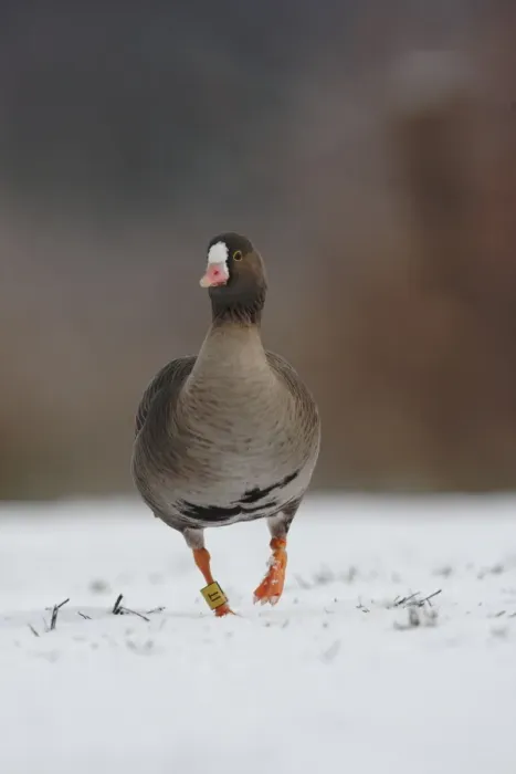 Framed Print : Lesser White-fronted Goose (Anser erythropus) adult, walking on snow, Martin Mere, Lancashire, England, december (captive) Framed Print : Lesser White-fronted Goose (Anser erythropus) adult, walking on snow, Martin Mere, Lancashire, England, december (captive)