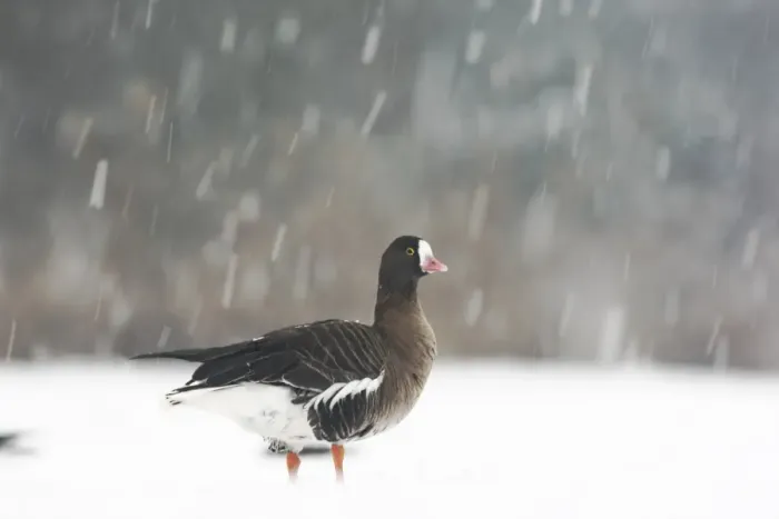 Framed Print : Lesser White-fronted Goose (Anser erythropus) adult, standing on snow during snowstorm, Slimbridge Wildfowl and Wetlands Trust, january (captive) Framed Print : Lesser White-fronted Goose (Anser erythropus) adult, standing on snow during snowstorm, Slimbridge Wildfowl and Wetlands Trust, january (captive)