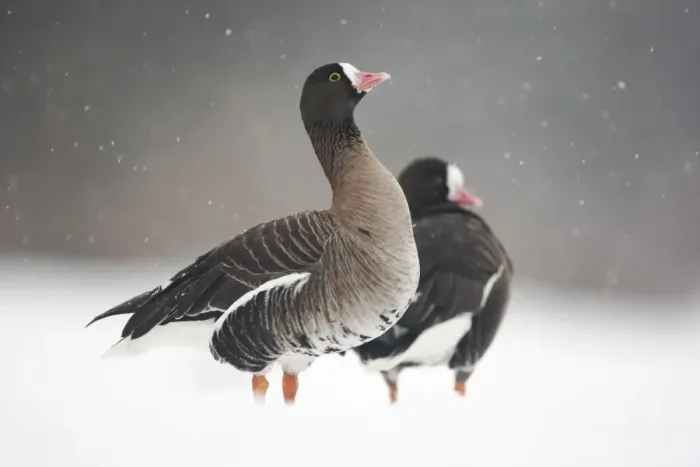 Framed Print : Lesser White-fronted Goose (Anser erythropus) two adults, standing on snow during snowstorm, Slimbridge Wildfowl and Wetlands Trust, january (captive) Framed Print : Lesser White-fronted Goose (Anser erythropus) two adults, standing on snow during snowstorm, Slimbridge Wildfowl and Wetlands Trust, january (captive)