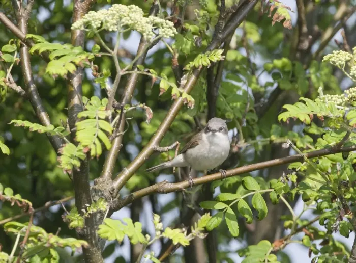 Framed Print : Lesser Whitethroat (Sylvia curruca) adult, perched on branch, Suffolk, England, april Framed Print : Lesser Whitethroat (Sylvia curruca) adult, perched on branch, Suffolk, England, april