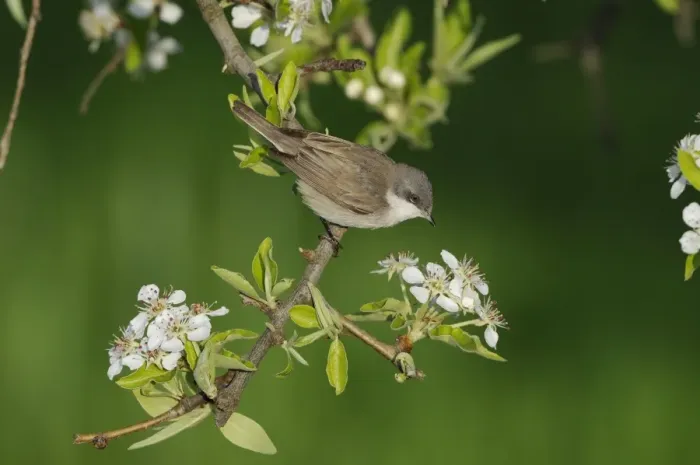 Framed Print : Lesser Whitethroat (Sylvia curruca) adult, summer plumage, feeding on blossom, Lemnos, Greece, April Framed Print : Lesser Whitethroat (Sylvia curruca) adult, summer plumage, feeding on blossom, Lemnos, Greece, April