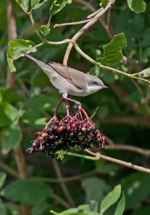 Framed Print : Lesser Whitethroat (Sylvia curruca) immature, first year plumage, feeding on Elder (Sambucus nigra) berries, Norfolk, England, august Framed Print : Lesser Whitethroat (Sylvia curruca) immature, first year plumage, feeding on Elder (Sambucus nigra) berries, Norfolk, England, august
