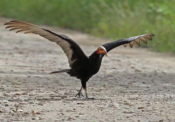 Lesser Yellow-headed Vulture (Cathartes burrovianus burrovianus) adult, with wings spread, walking on track