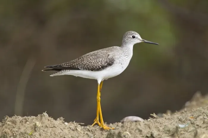 Framed Print : Lesser Yellowlegs (Tringa flavipes) juvenile, standing on mud, Tobago, Trinidad and Tobago, November Framed Print : Lesser Yellowlegs (Tringa flavipes) juvenile, standing on mud, Tobago, Trinidad and Tobago, November