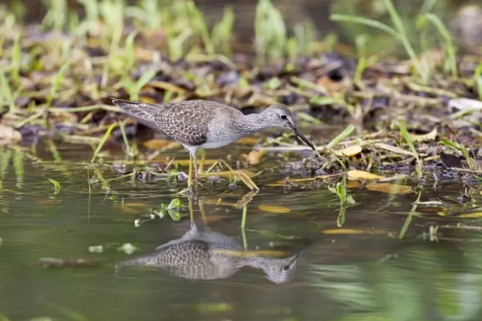 Framed Print : Lesser Yellowlegs (Tringa flavipes) juvenile, foraging in shallow water, Tobago, Trinidad and Tobago, November Framed Print : Lesser Yellowlegs (Tringa flavipes) juvenile, foraging in shallow water, Tobago, Trinidad and Tobago, November