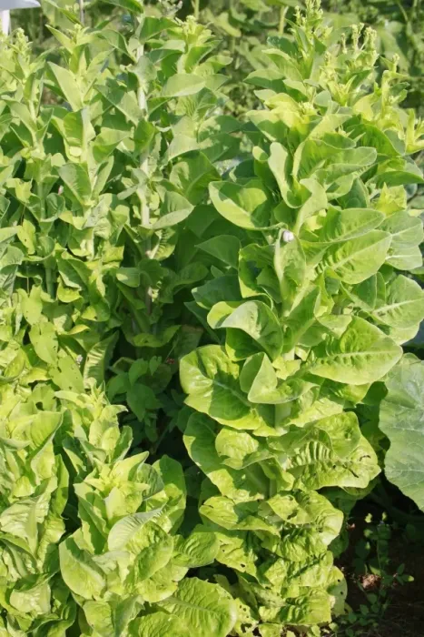 Framed Print : Lettuce (Lactuca sativa) Little Gem, bolting and flowering, in garden vegetable plot, Bacton, Suffolk, England, august Framed Print : Lettuce (Lactuca sativa) Little Gem, bolting and flowering, in garden vegetable plot, Bacton, Suffolk, England, august
