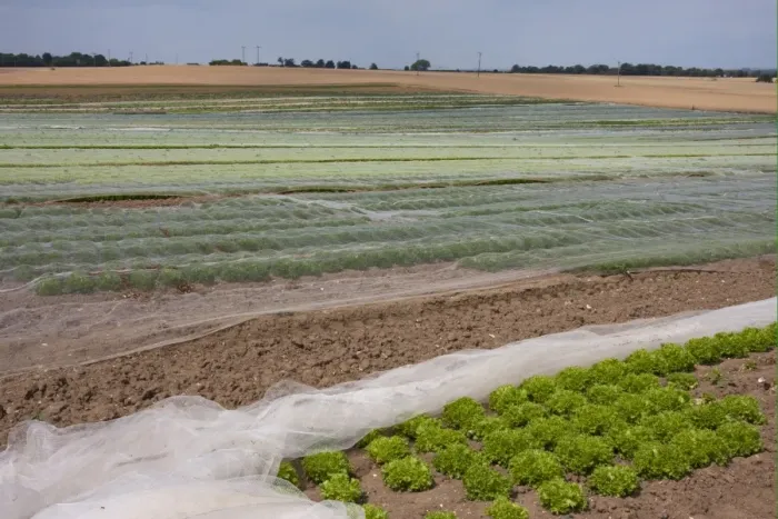 Framed Print : Lettuce (Lactuca sativa) young crop, proteced under netting in field, near Northbourne, Kent, England, july Framed Print : Lettuce (Lactuca sativa) young crop, proteced under netting in field, near Northbourne, Kent, England, july