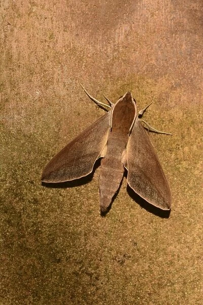 Levant Hawkmoth (Theretra alecto) adult, resting on wall, Cyprus, November