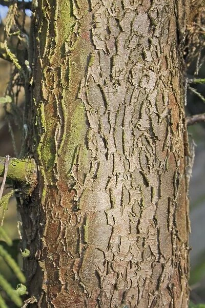 Leyland Cypress (Cupressus x leylandii) close-up of trunk, growing in garden, Suffolk, England, April