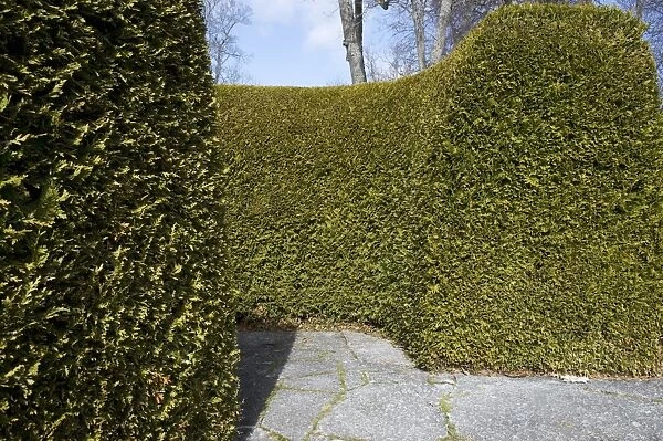 Leyland Cypress (Cupressus x leylandii) clipped hedge in park, Gronsoo Castle, Gronso Island, Uppsala County, Uppland