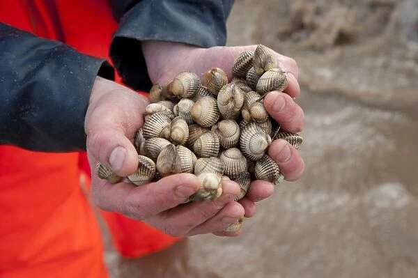 Licensed cockle picker holding cockles in hands after picking from cockle beds, Foulnaze Bank, between Lytham and Southport, Ribble Estuary, Lancashire, England, november