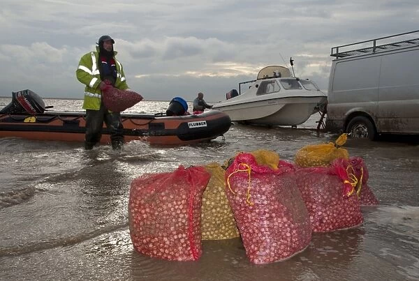 Licensed cockle pickers unloading bags from boats after picking from cockle beds, Foulnaze Bank, between Lytham and Southport, Ribble Estuary, Lancashire, England, november