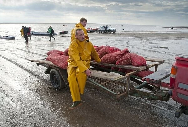 Licensed cockle pickers unloading bags after picking from cockle beds, Foulnaze Bank, between Lytham and Southport