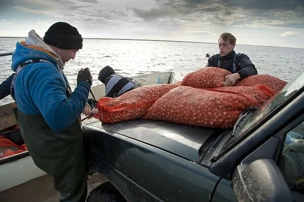 Licensed cockle pickers unloading from boat after picking from cockle beds, Foulnaze Bank