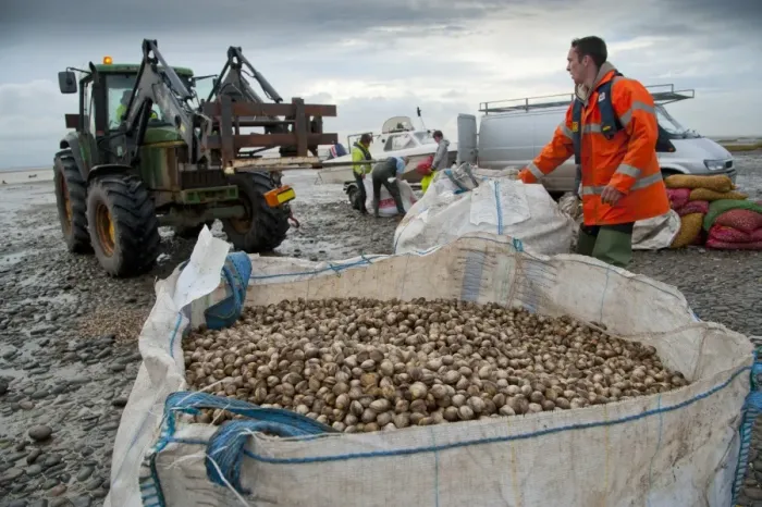 Framed Print : Licensed cockle pickers unloading and weighing cockles after picking from cockle beds, Foulnaze Bank Framed Print : Licensed cockle pickers unloading and weighing cockles after picking from cockle beds, Foulnaze Bank
