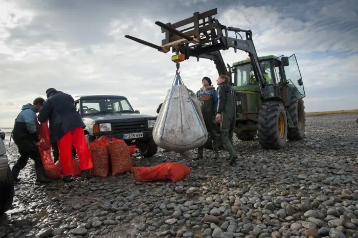 Framed Print : Licensed cockle pickers unloading and weighing cockles after picking from cockle beds, Foulnaze Bank