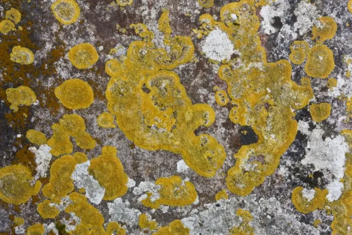 Framed Print : Lichen (Caloplaca flavescens) and other lichen species, growing on old gravestone in churchyard, Stoke Pero Church Framed Print : Lichen (Caloplaca flavescens) and other lichen species, growing on old gravestone in churchyard, Stoke Pero Church