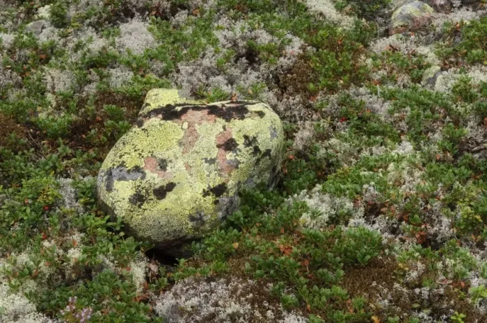 Framed Print : Lichen covered rock in boreal forest, High Coast, Gulf of Bothnia, Baltic Sea, Sweden Framed Print : Lichen covered rock in boreal forest, High Coast, Gulf of Bothnia, Baltic Sea, Sweden