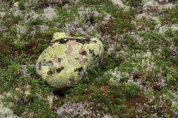 Lichen covered rock in boreal forest, High Coast, Gulf of Bothnia, Baltic Sea, Sweden