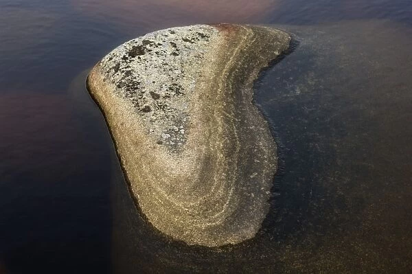 Lichen covered rock in water, Norrfallsvikens Nature Reserve, High Coast, Gulf of Bothnia, Baltic Sea, Sweden