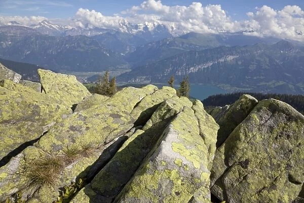 Lichen covered rocks and lake in mountain landscape, Lake Thun, Niederhorn, Swiss Alps, Bernese Oberland, Switzerland