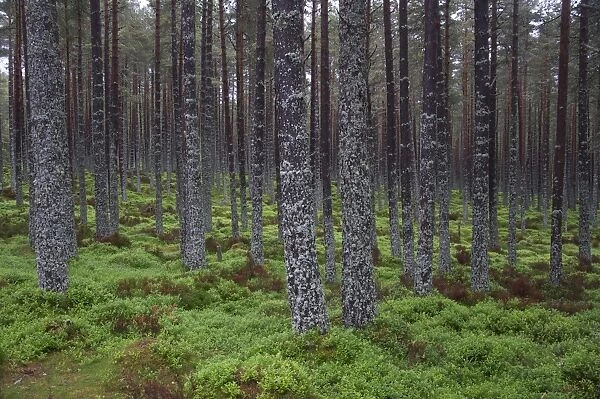 Lichen covered tree trunks in coniferous forest habitat, Aviemore, Cairngorms N. P