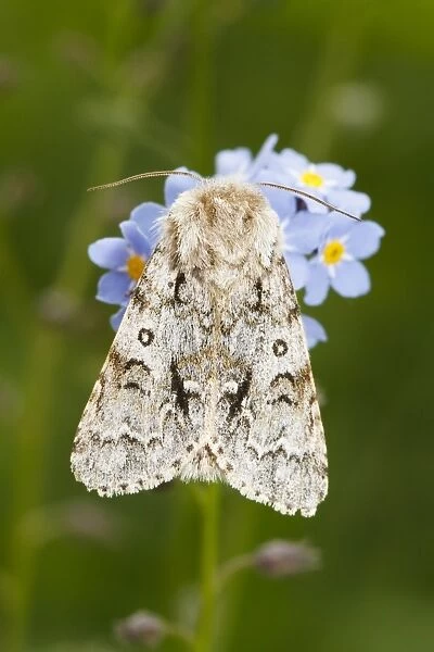 Light Knot Grass Moth (Acronicta menyanthidis) adult, resting on flowers, Powys, Wales, May
