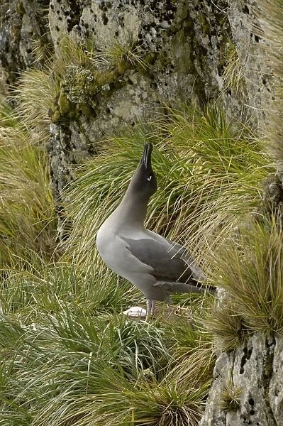 Light-mantled Sooty Albatross (Diomedea palpebrata) adult, calling to mate, courtship behaviour, standing on cliff edge, South Georgia