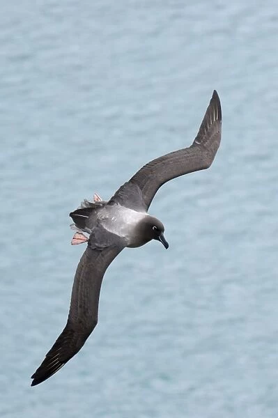 Light-mantled Sooty Albatross (Diomedea palpebrata) adult, in flight over sea, South Georgia, october