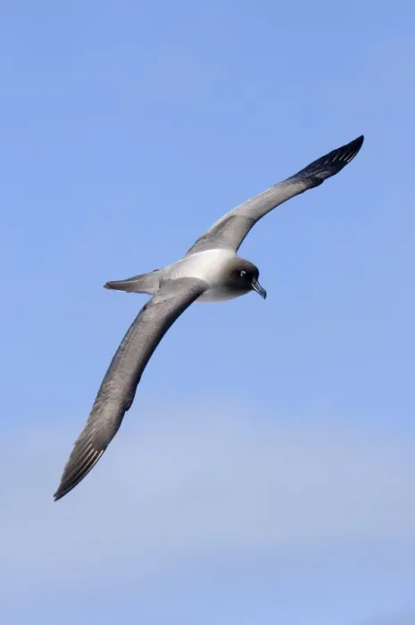 Framed Print : Light-mantled Sooty Albatross (Diomedea palpebrata) adult, in flight, Gold Harbour, South Georgia, november Framed Print : Light-mantled Sooty Albatross (Diomedea palpebrata) adult, in flight, Gold Harbour, South Georgia, november