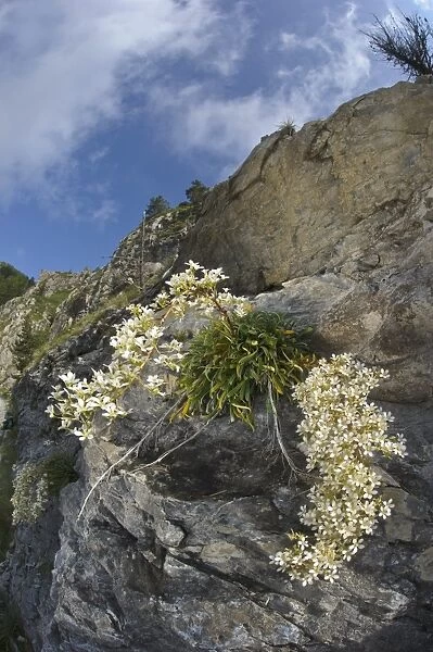 Ligurian Saxifrage (Saxifraga lingulata) flowering, growing on cliff, Ligurian Alps, Liguria, Italy